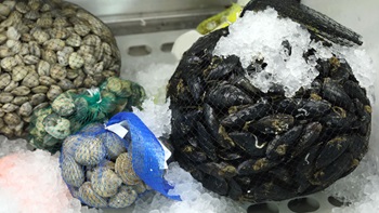 Molluschi in sicurezza